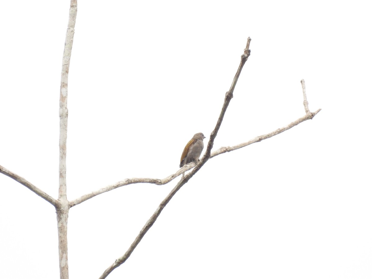 Lesser Honeyguide (Thick-billed) - Nick Ramsey