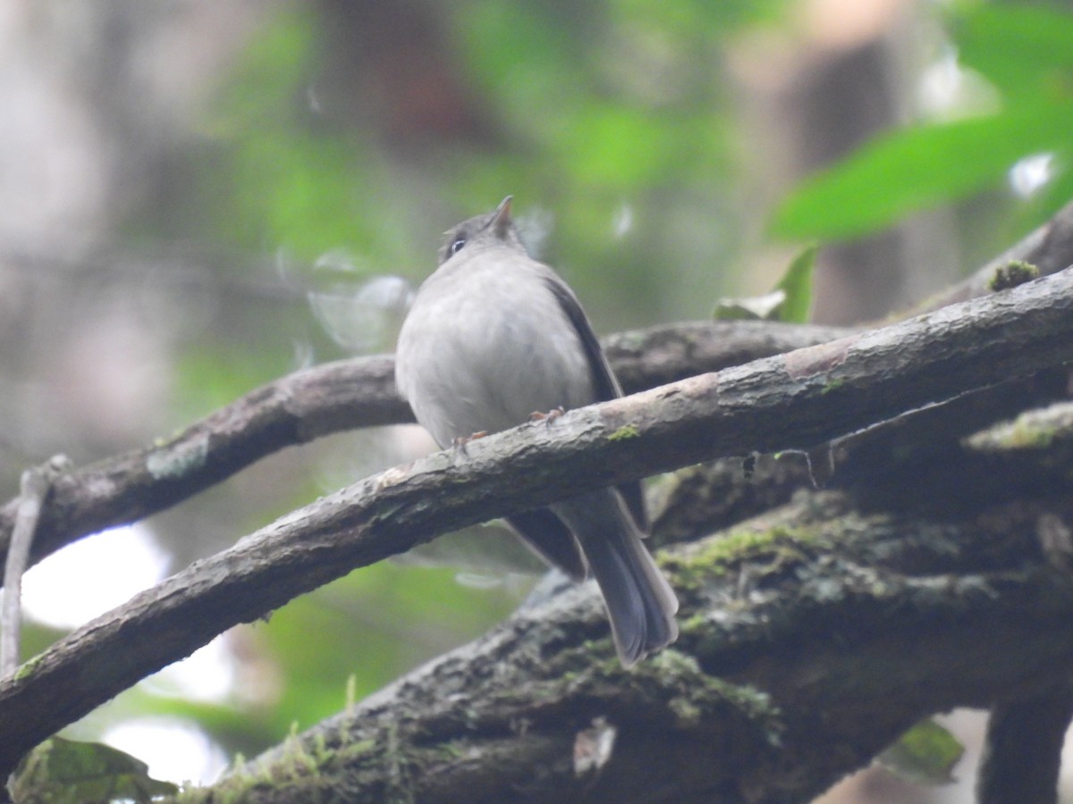 Gray-throated Tit-Flycatcher - ML485689061