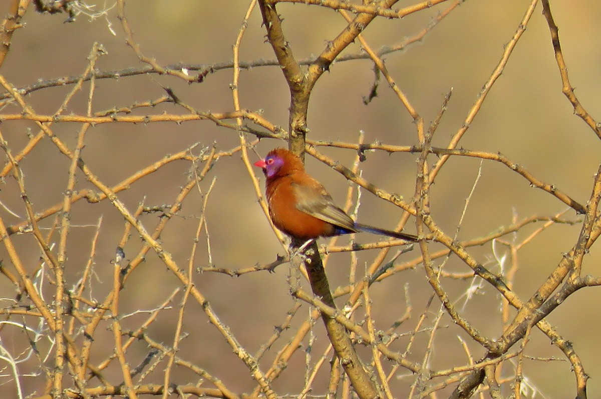 Violet-eared Waxbill - Joao Freitas