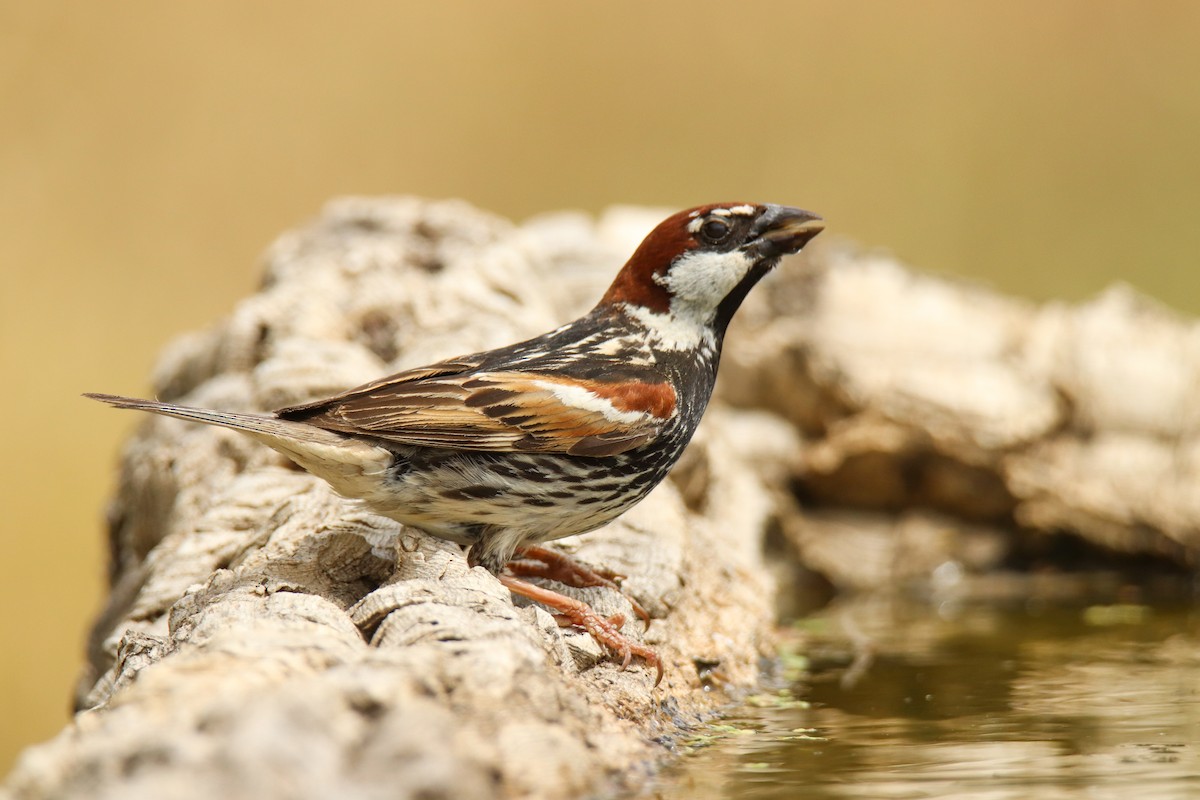 Spanish Sparrow - ML485691191