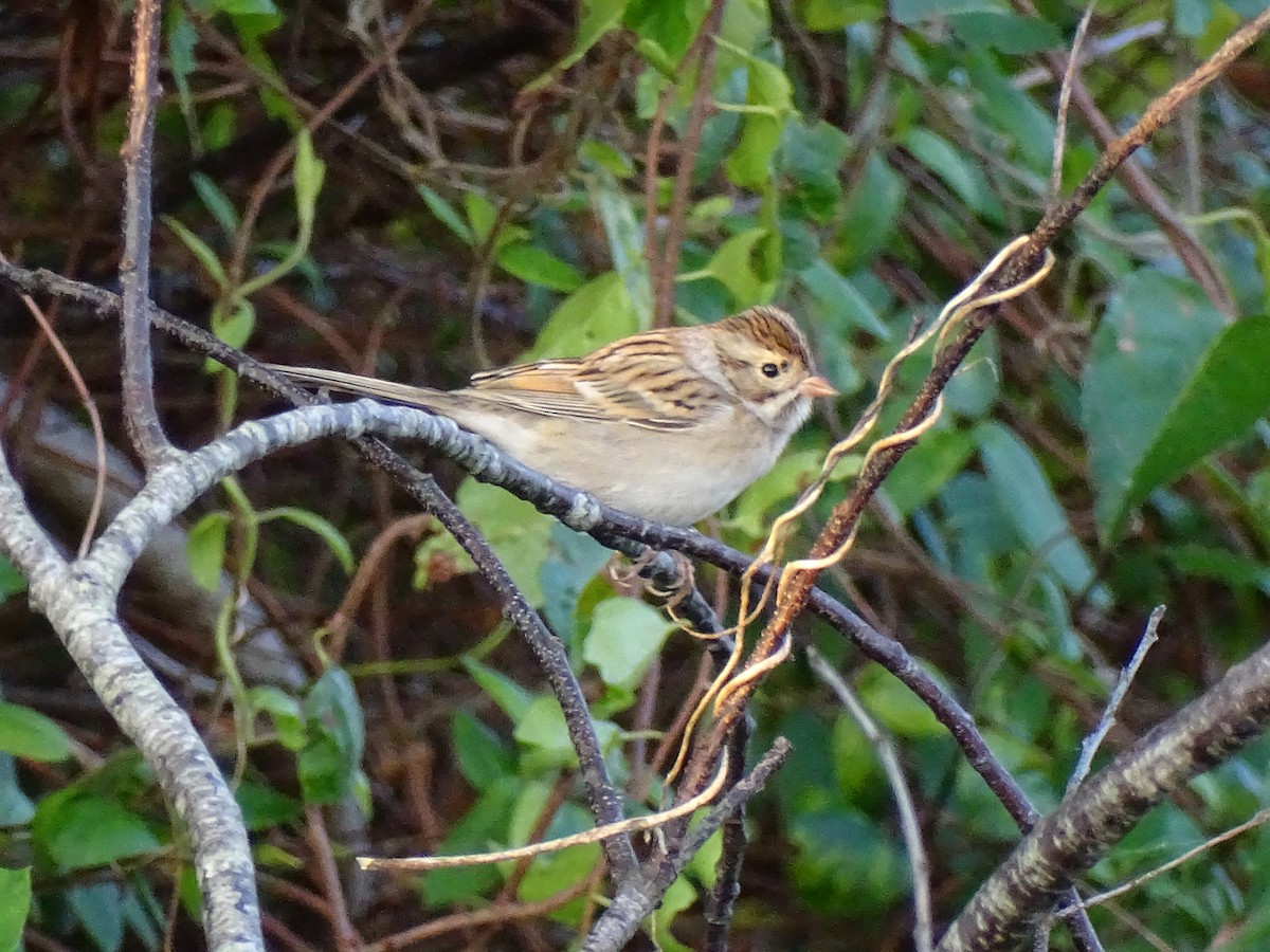 Clay-colored Sparrow - Jim Sweeney