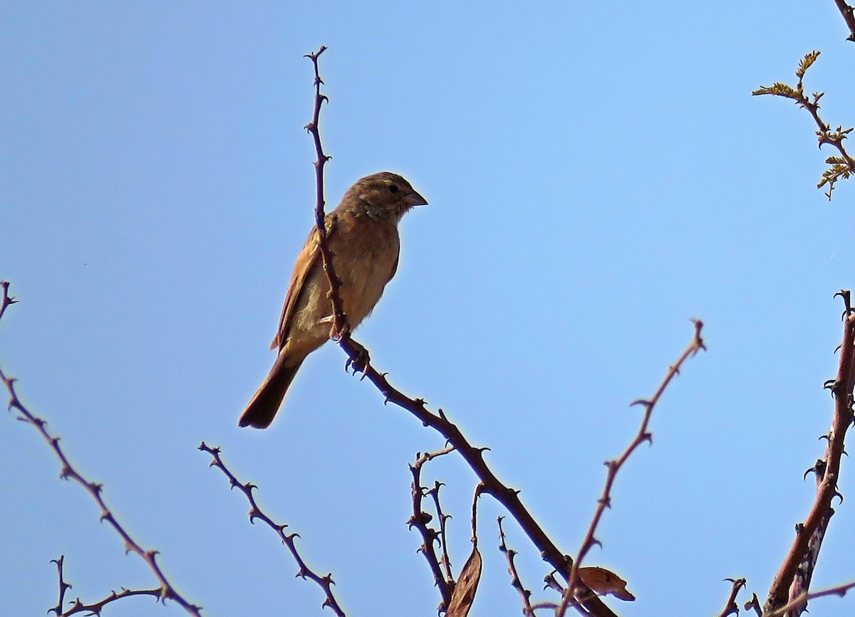 Lark-like Bunting - ML485691851