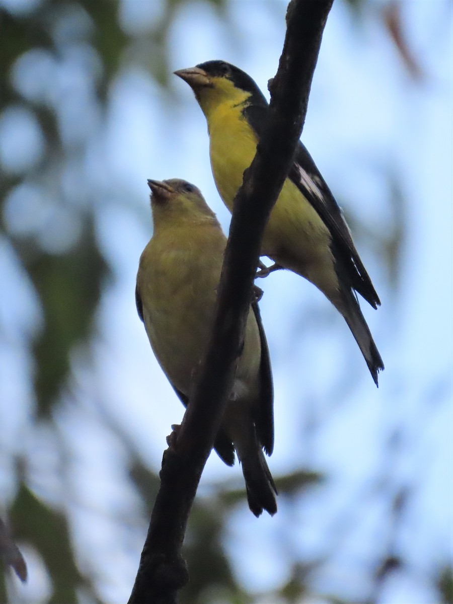 Lesser Goldfinch - ML485692341