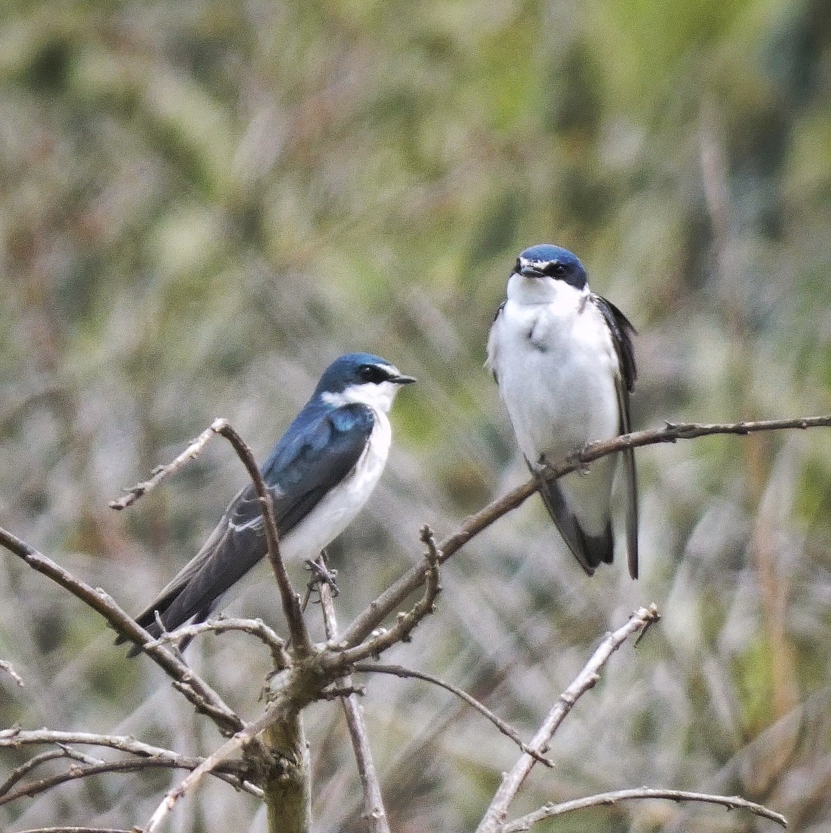 White-rumped Swallow - ML485692351