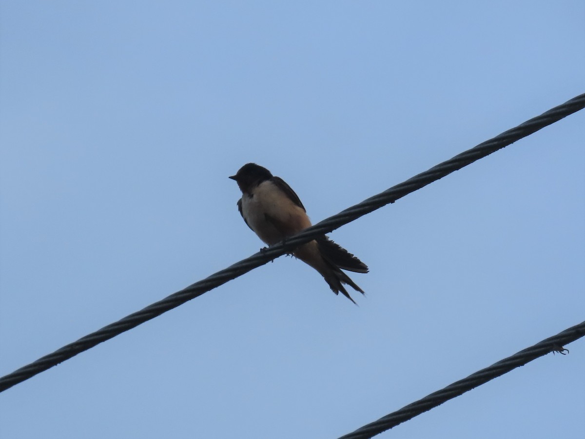 Barn Swallow - ML485692401