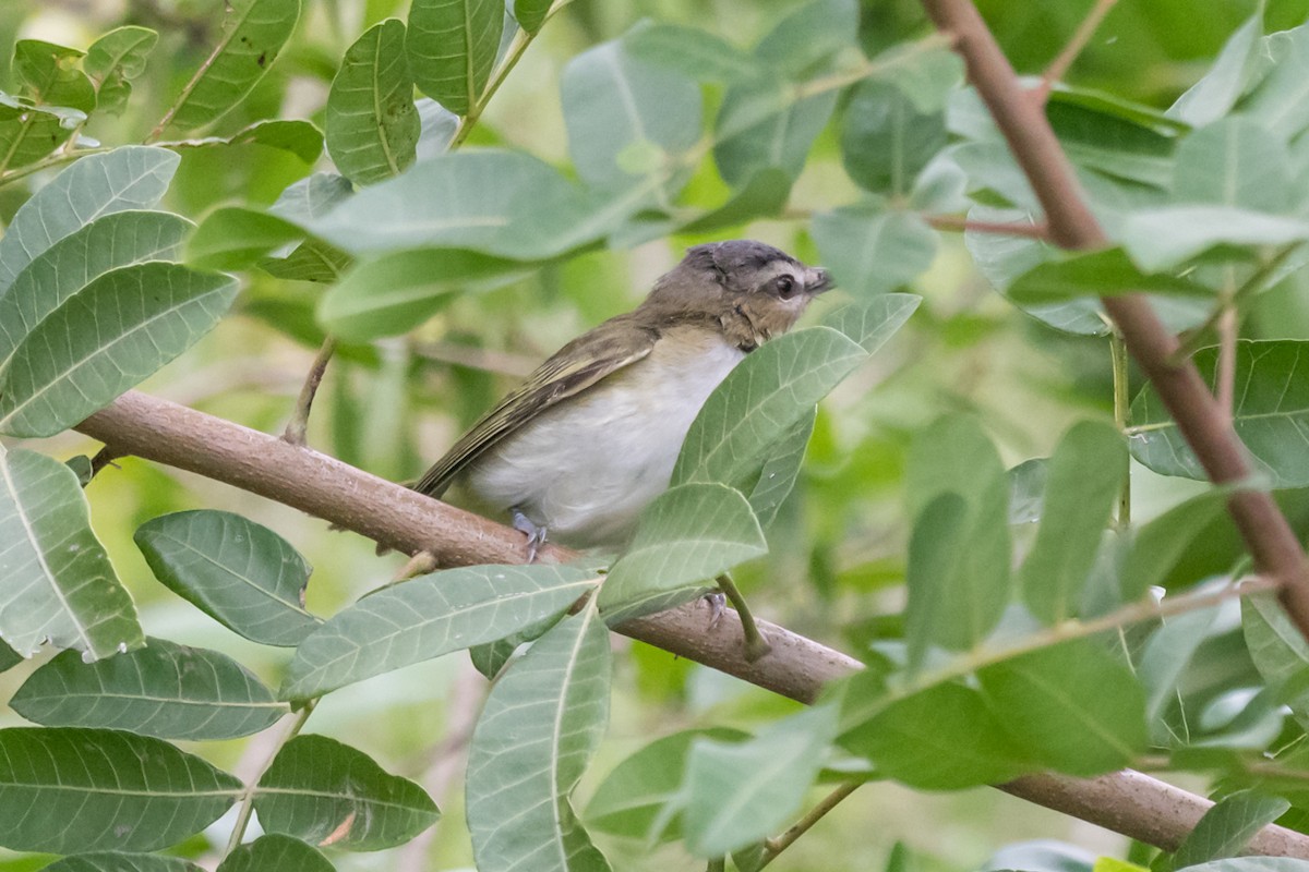 Red-eyed Vireo - ML485692791