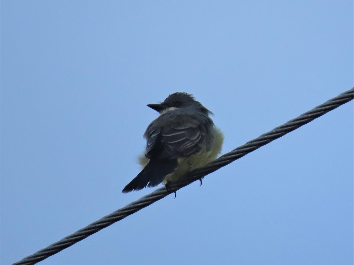 Cassin's Kingbird - ML485693641