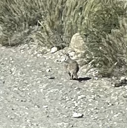 Sooty Grouse - ML485693761