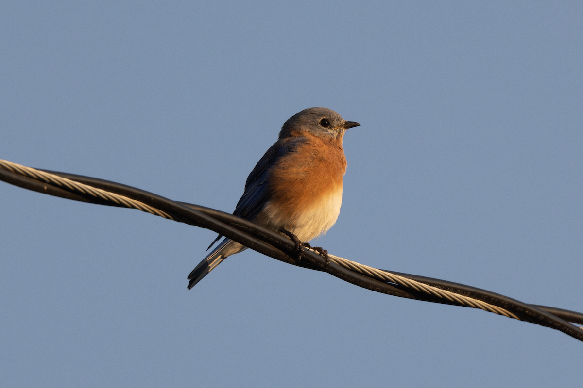 Eastern Bluebird - ML485694361