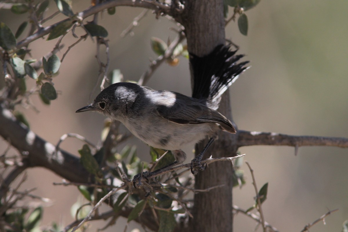 Black-tailed Gnatcatcher - ML485694561