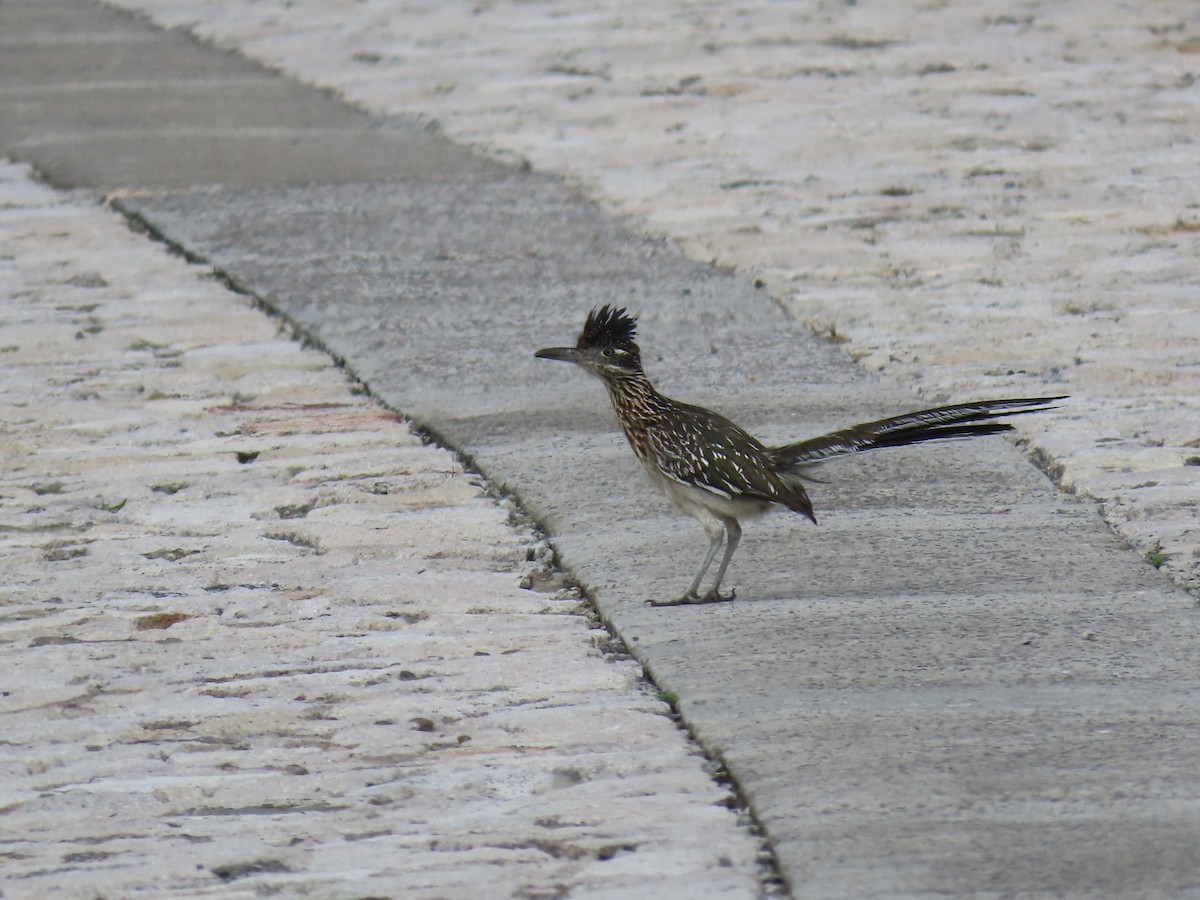 Greater Roadrunner - ML485695321