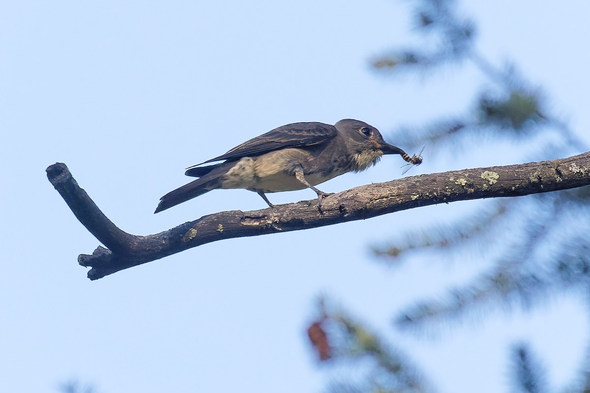 Olive-sided Flycatcher - ML485695811