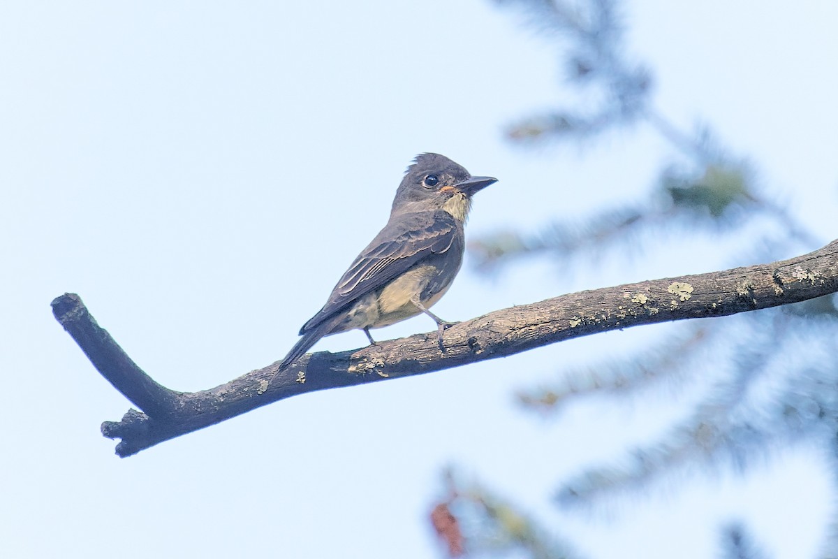 Olive-sided Flycatcher - ML485695831