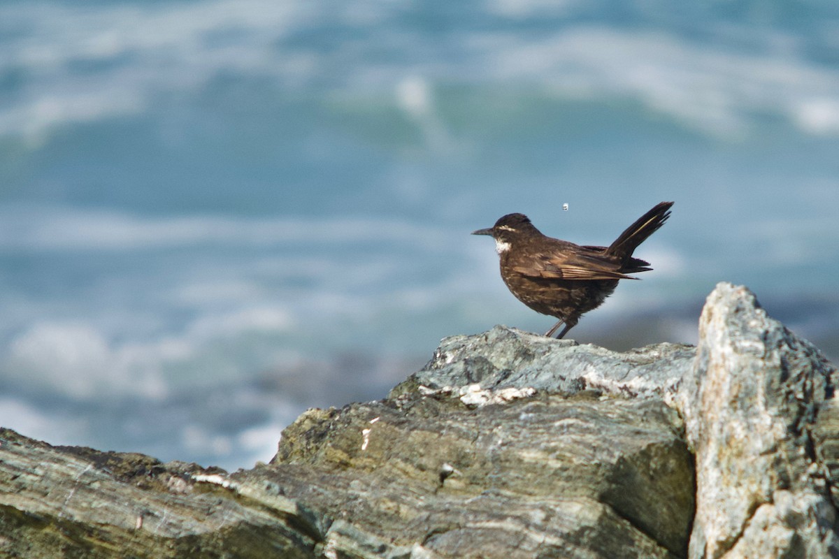 Seaside Cinclodes - ML485696121