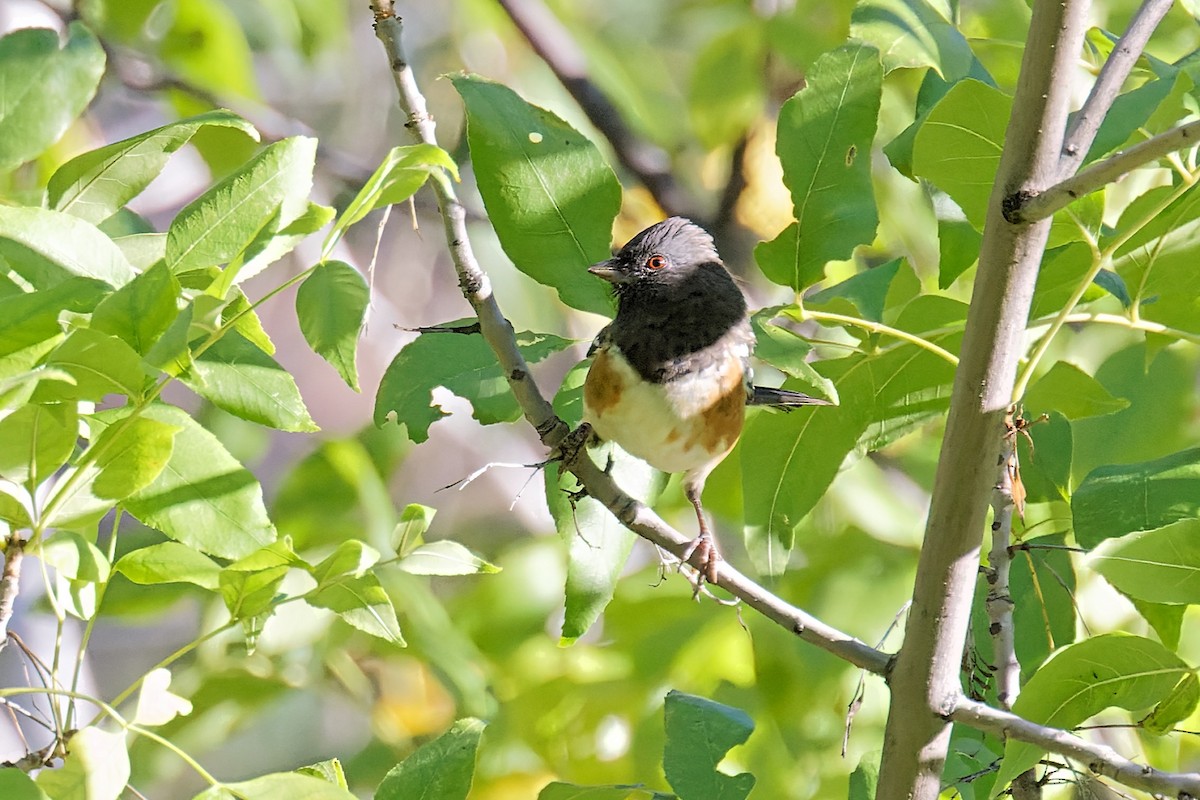Spotted Towhee - ML485696331