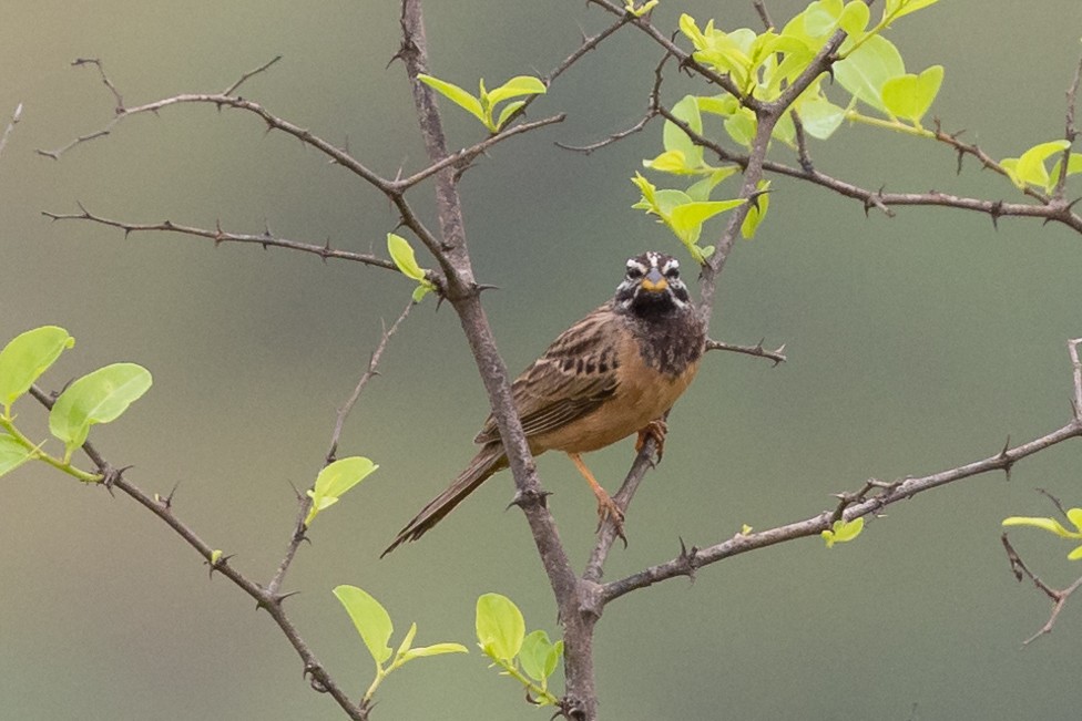 Cinnamon-breasted Bunting - ML485696931