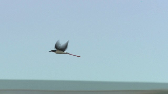 Black-necked Stilt (Hawaiian) - ML485697