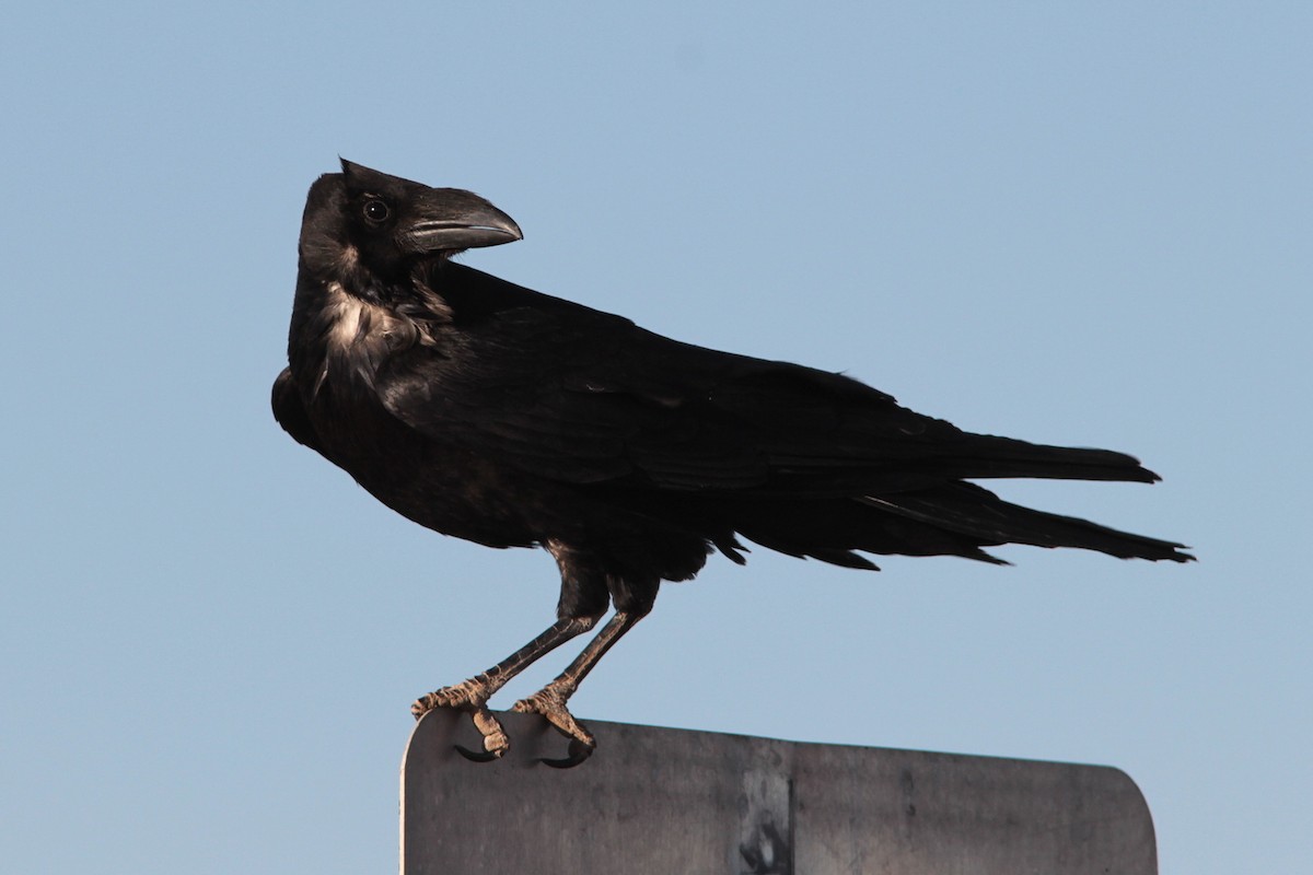 Chihuahuan Raven - ML485697171