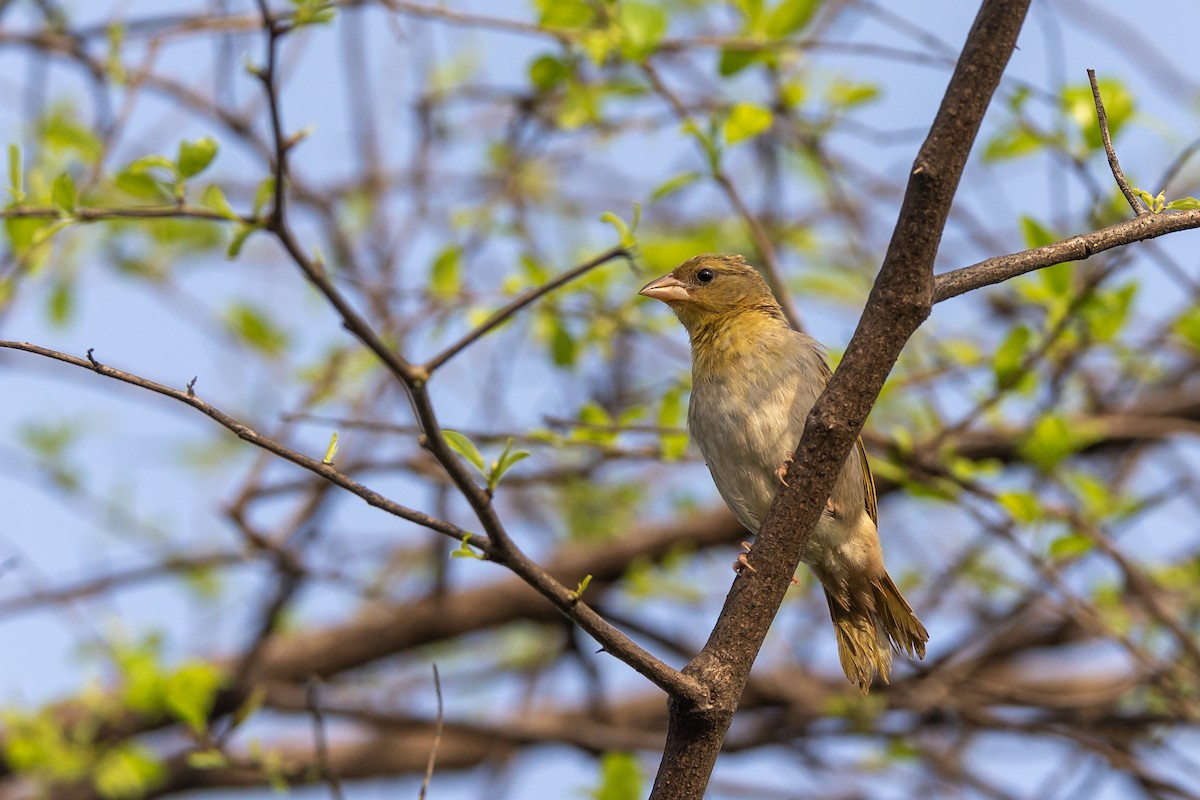 Rüppell's Weaver - ML485697351