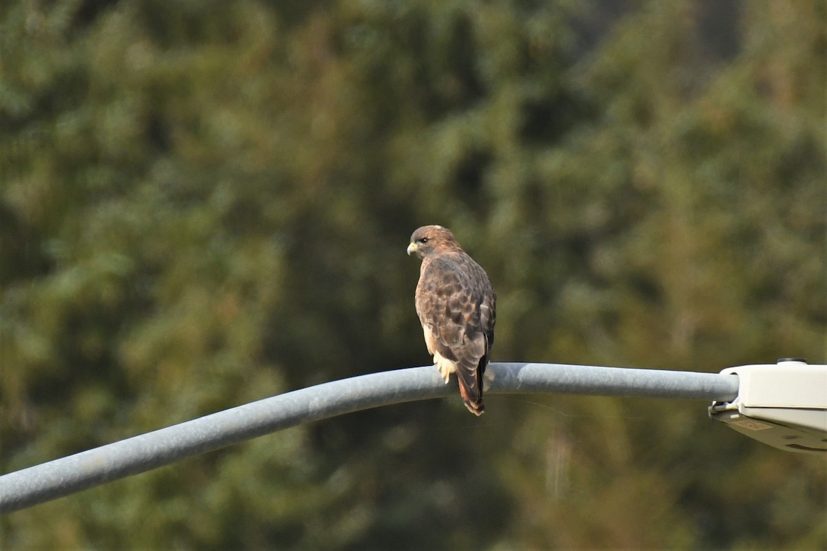 Red-tailed Hawk - ML485697461