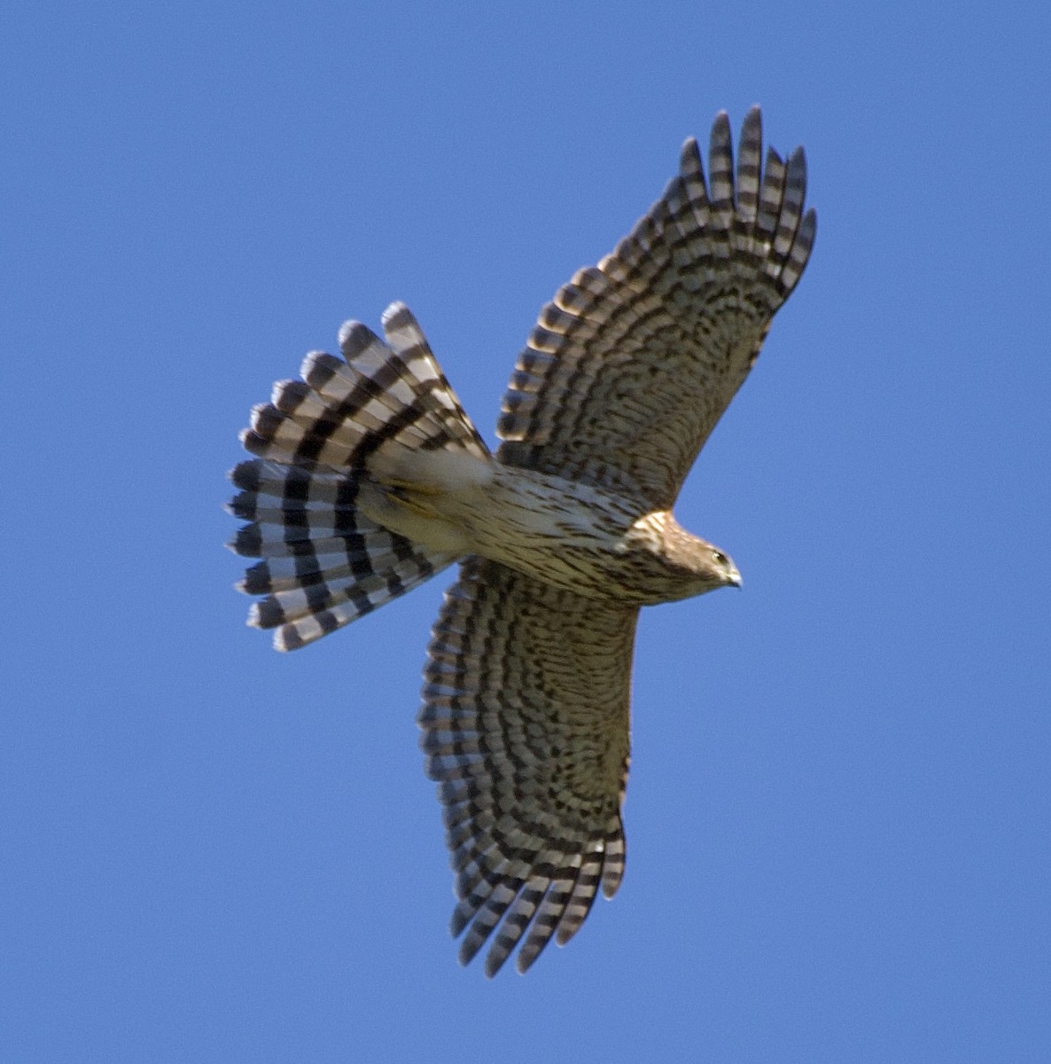 Cooper's Hawk - ML485697531