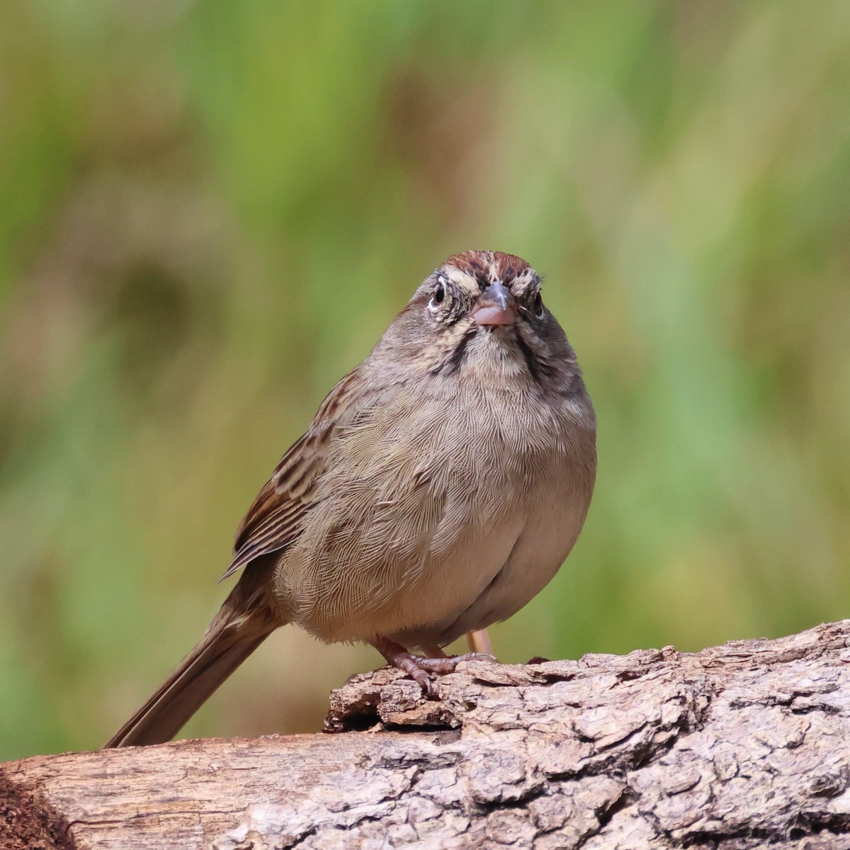 Rufous-crowned Sparrow - ML485698561