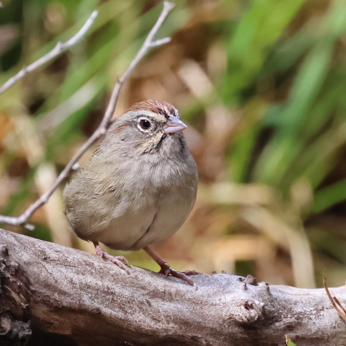 Rufous-crowned Sparrow - ML485698571