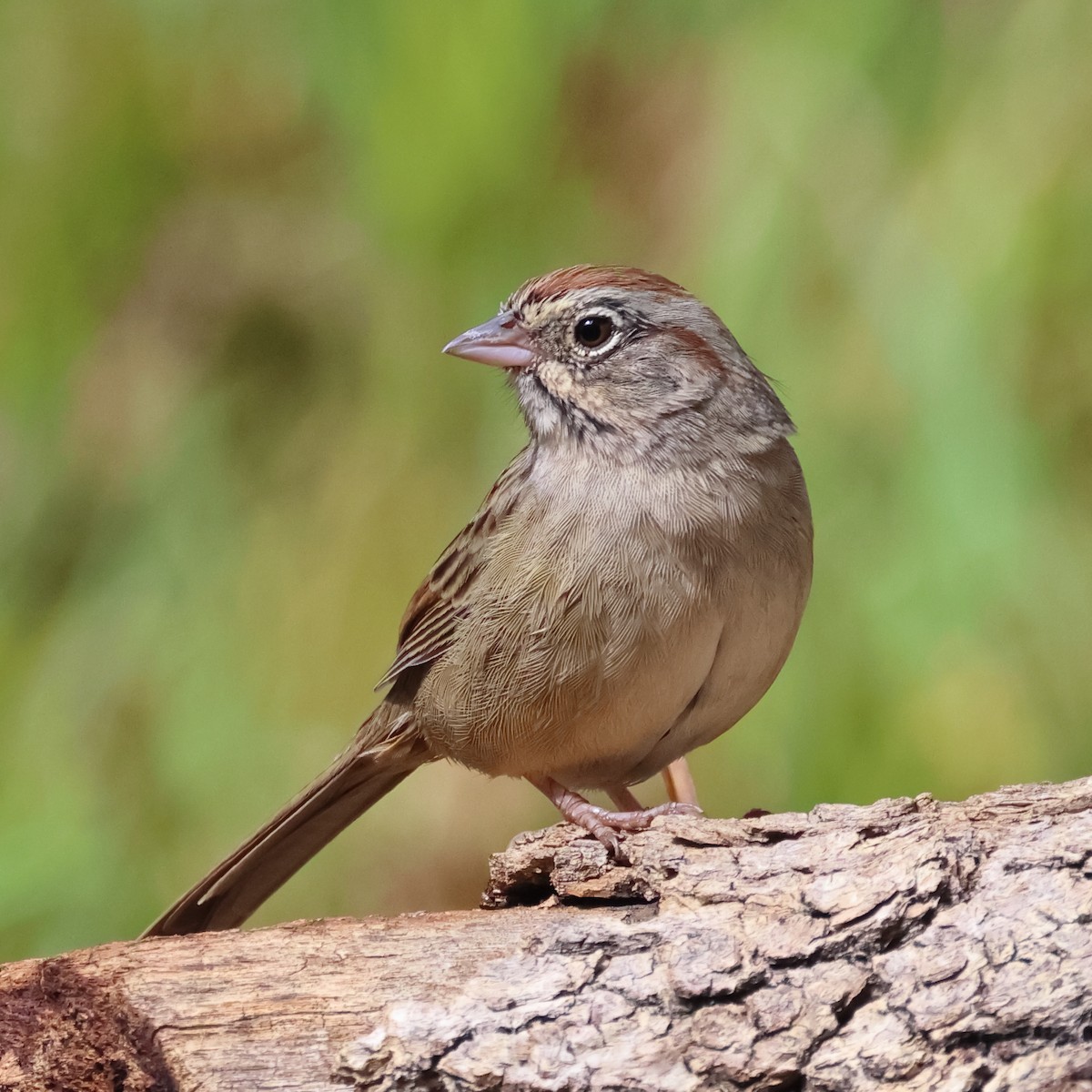 Rufous-crowned Sparrow - ML485698581