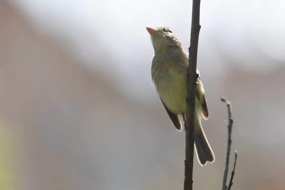 eBird Checklist - 19 Sep 2022 - Arcata Marsh--Butcher Slough log pond ...