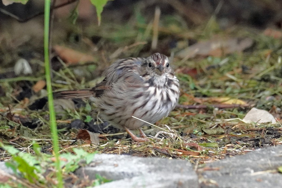 Song Sparrow - ML485698751