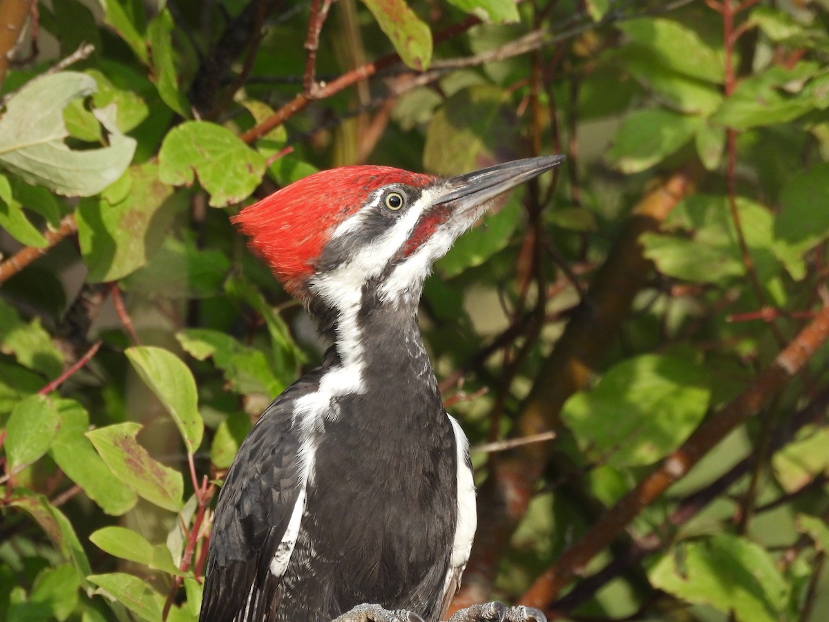 Pileated Woodpecker - ML485700181