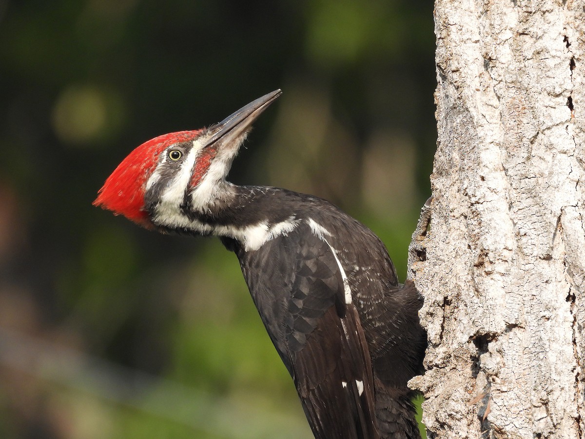 Pileated Woodpecker - Mary Rumple