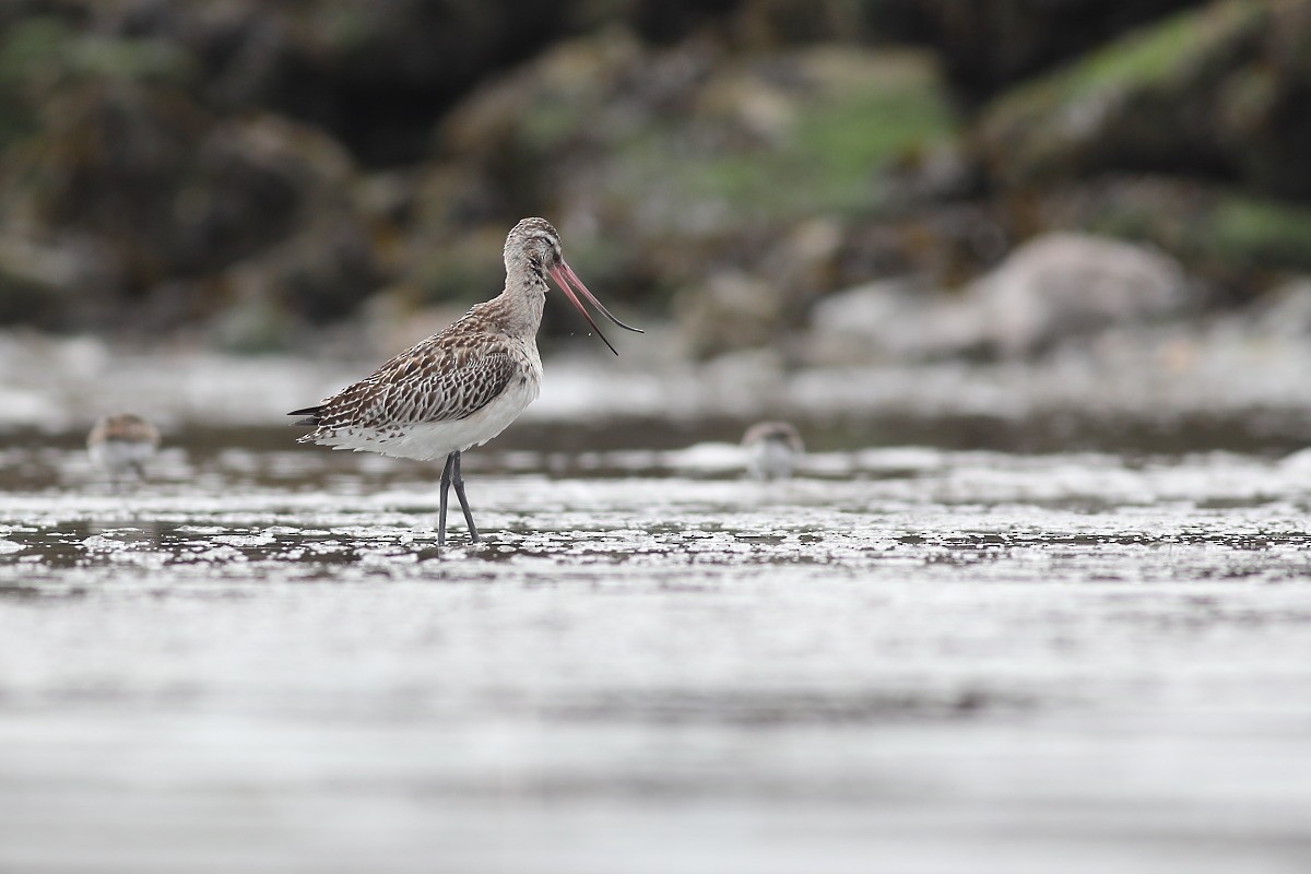 Bar-tailed Godwit - Grzegorz Burkowski