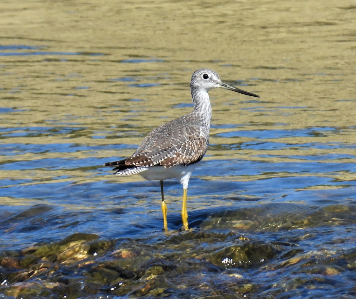 Greater Yellowlegs - ML485700761