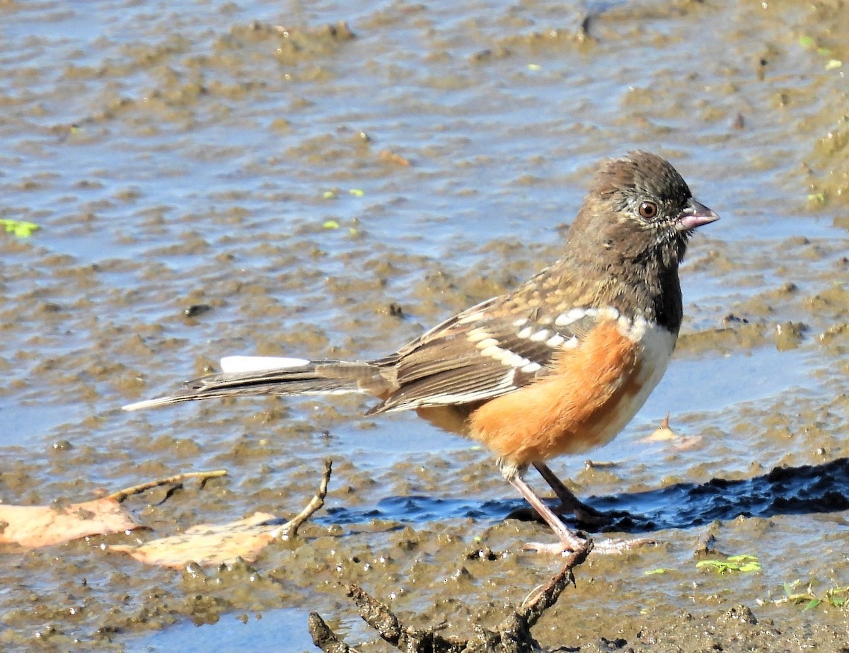 Spotted Towhee - ML485701201