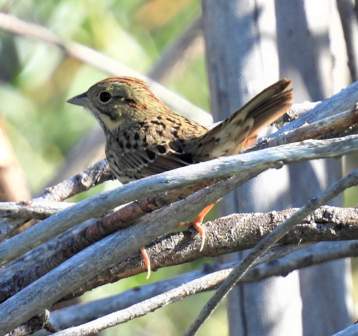 Lincoln's Sparrow - ML485701291