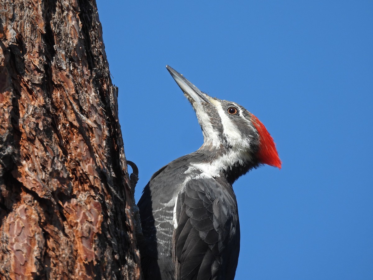 Pileated Woodpecker - ML485701501