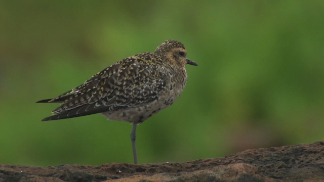 Pacific Golden-Plover - ML485702