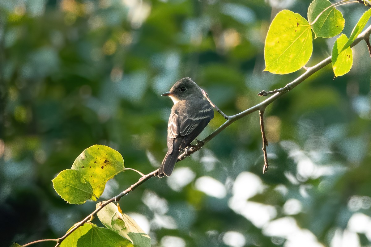 Empidonax sp. - ML485702121