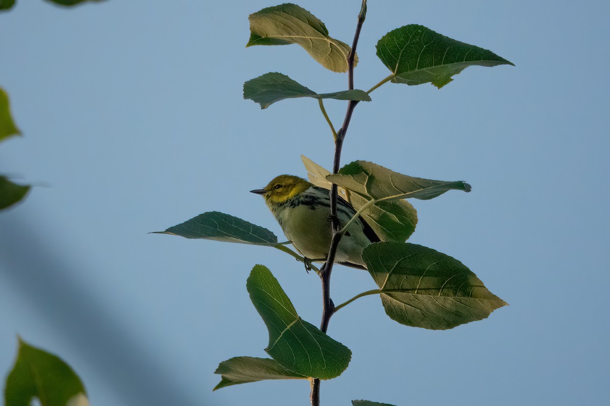 Black-throated Green Warbler - ML485702451
