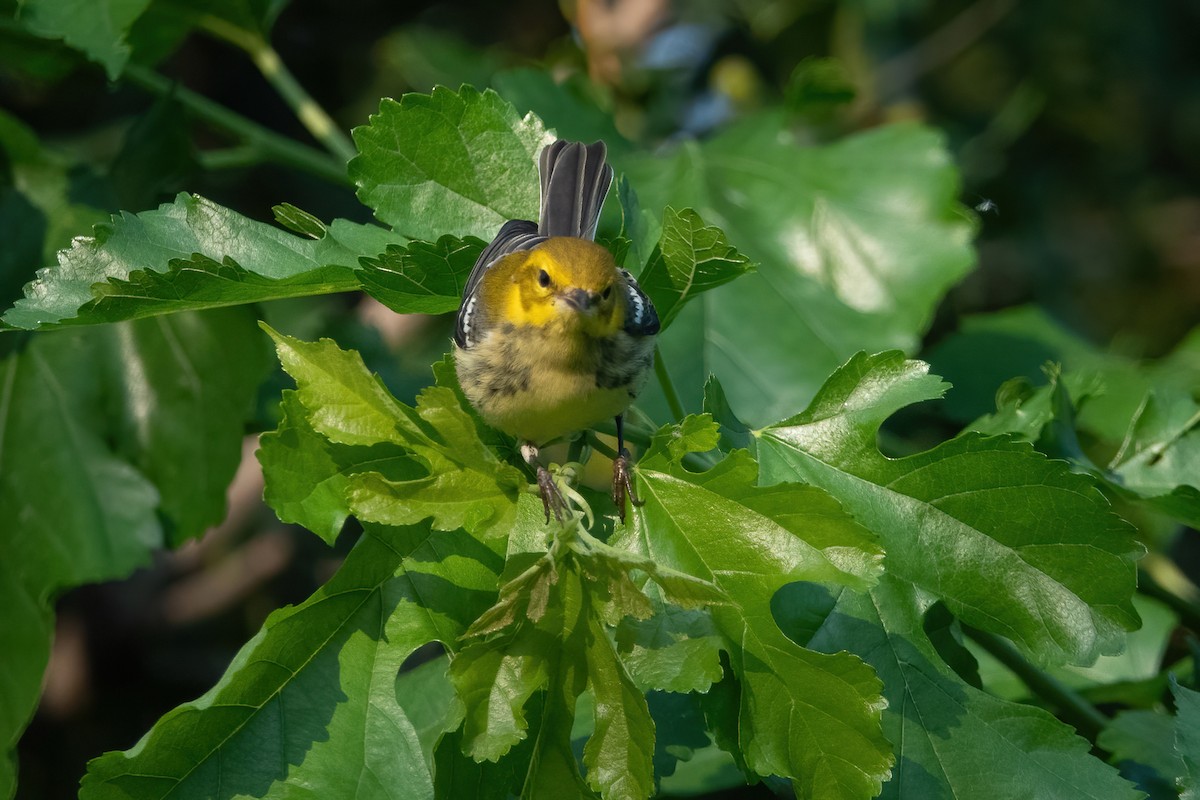 Black-throated Green Warbler - ML485702471