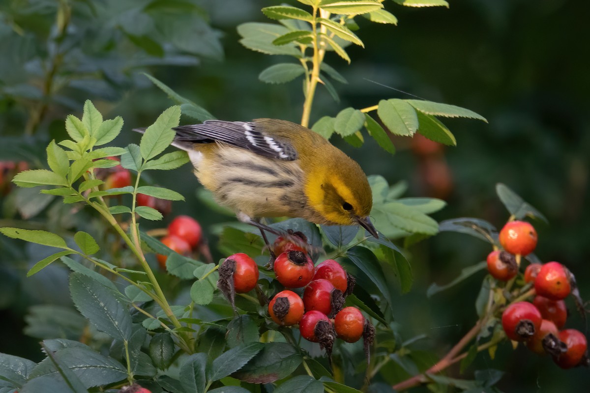 Black-throated Green Warbler - ML485702501