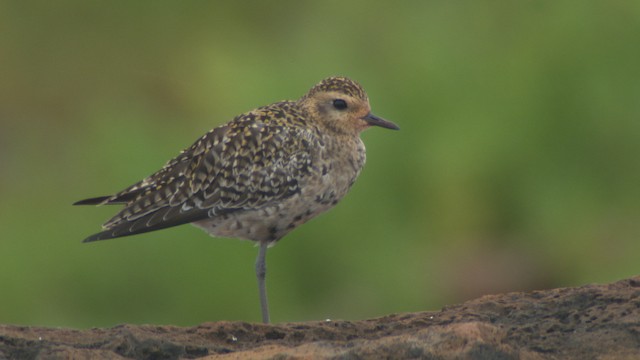 Pacific Golden-Plover - ML485703