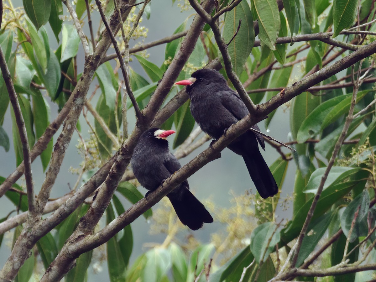 White-fronted Nunbird (White-fronted) - ML485703221