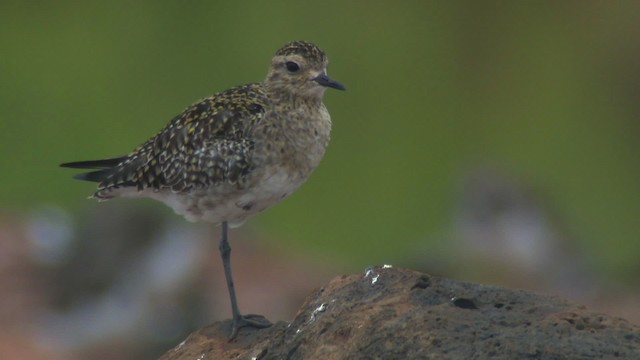 Pacific Golden-Plover - ML485704