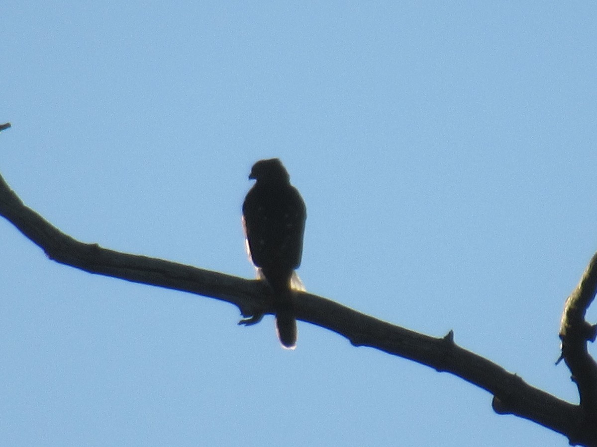 Cooper's Hawk - ML485704301