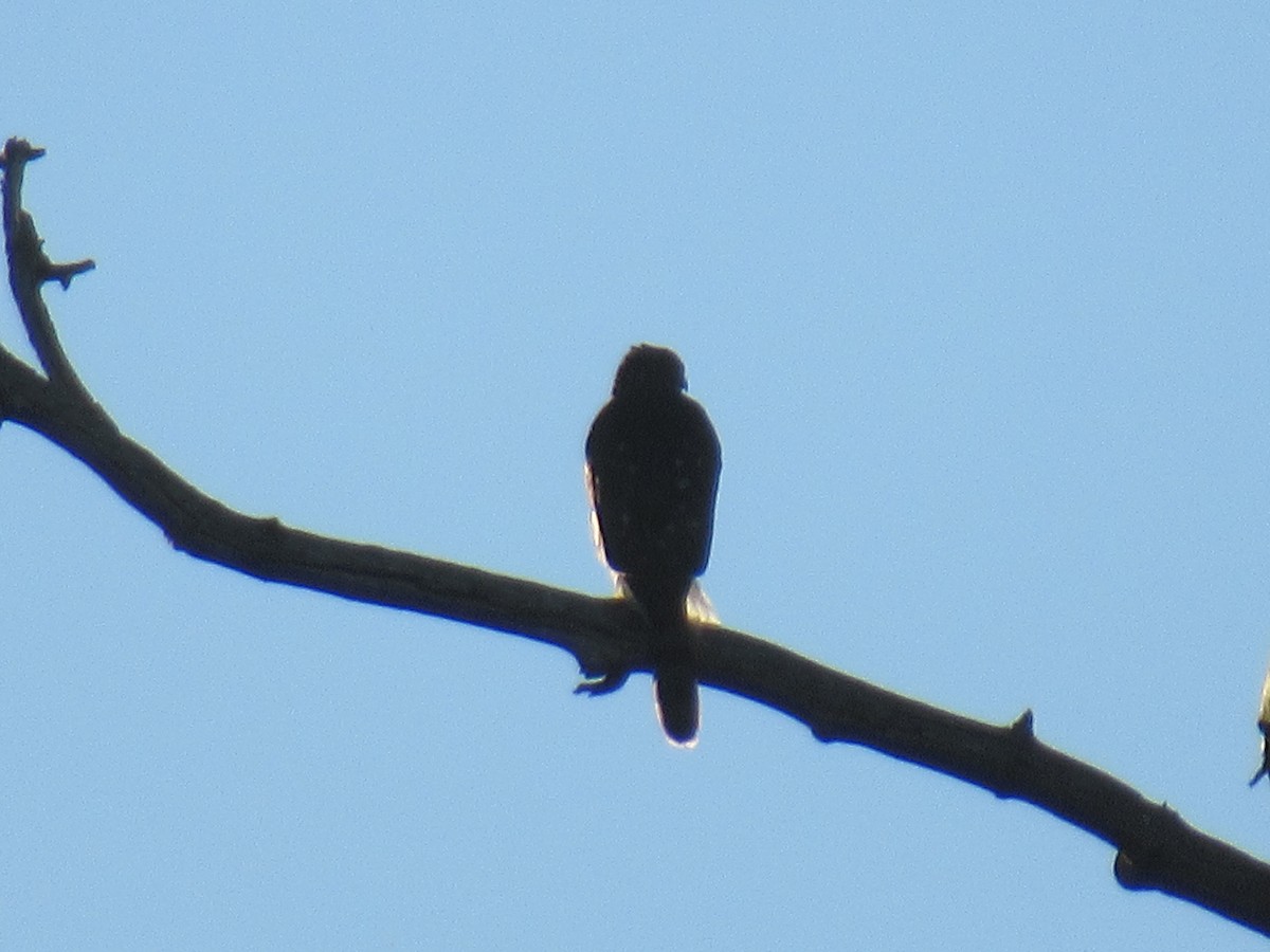 Cooper's Hawk - ML485704311