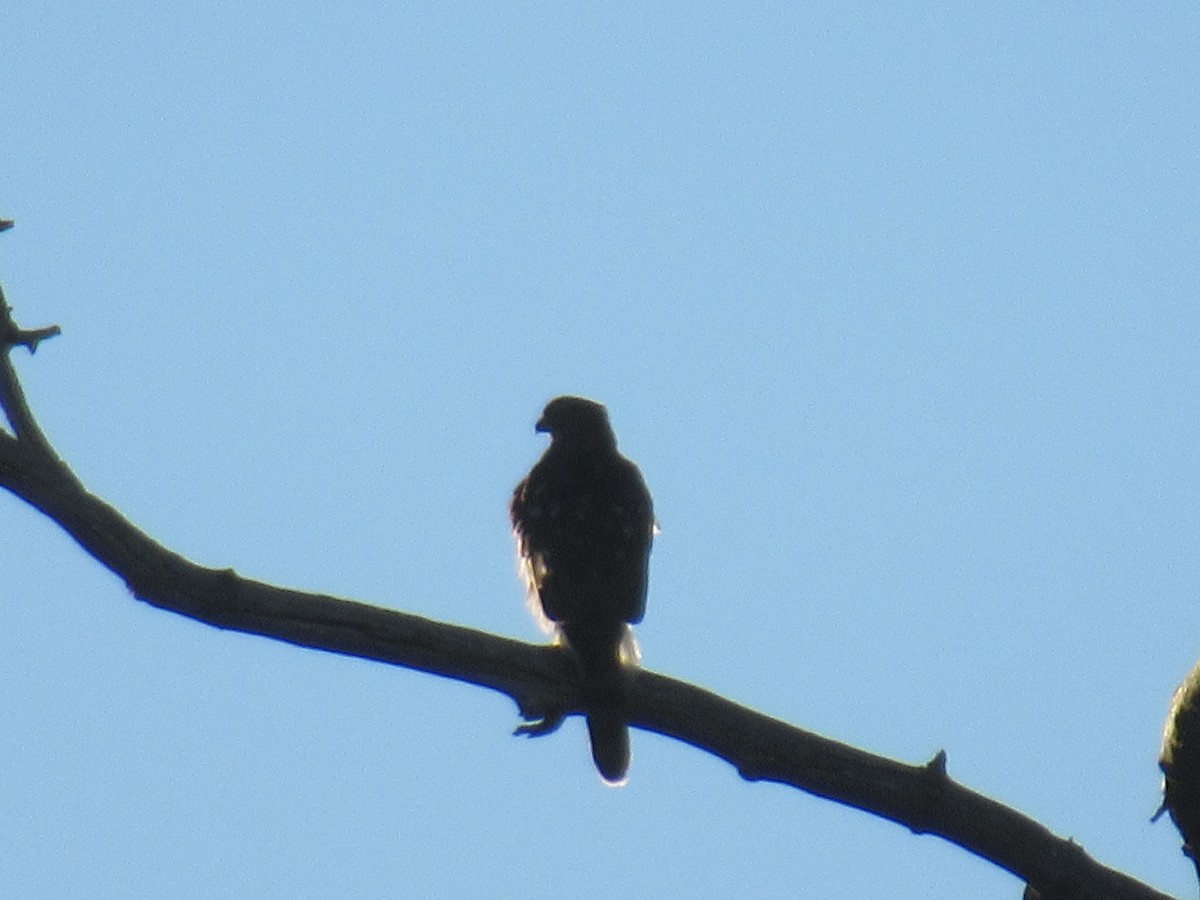 Cooper's Hawk - ML485704321