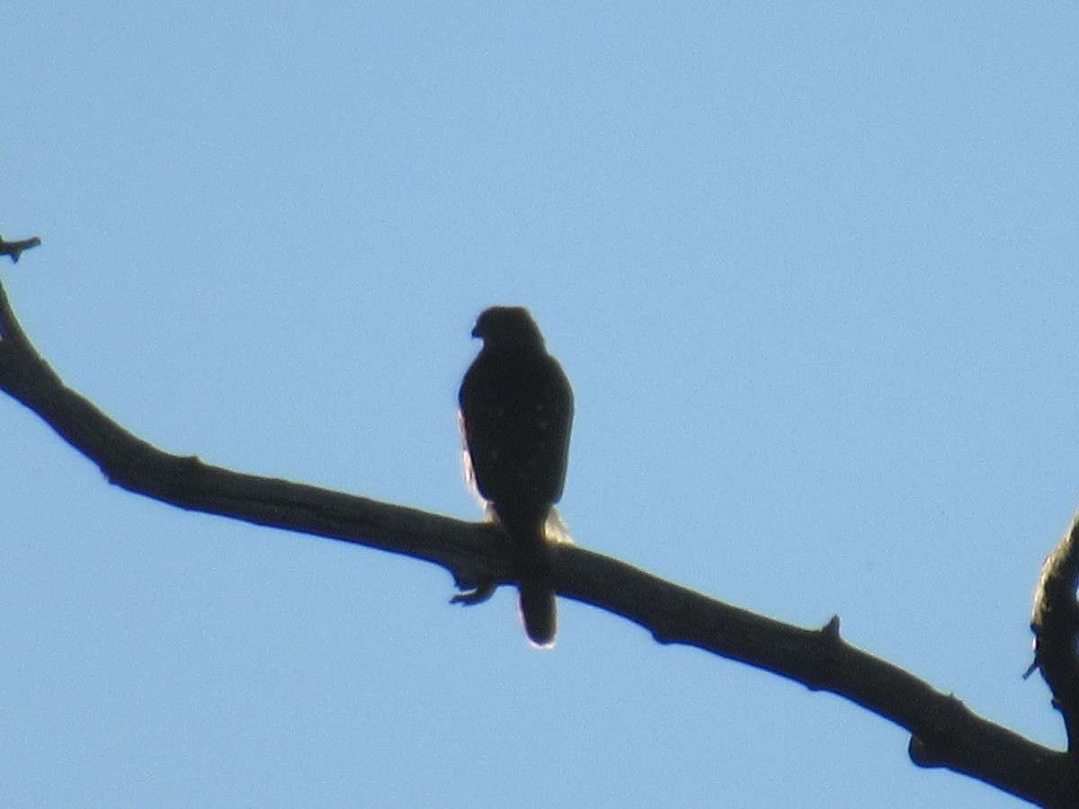 Cooper's Hawk - ML485704331
