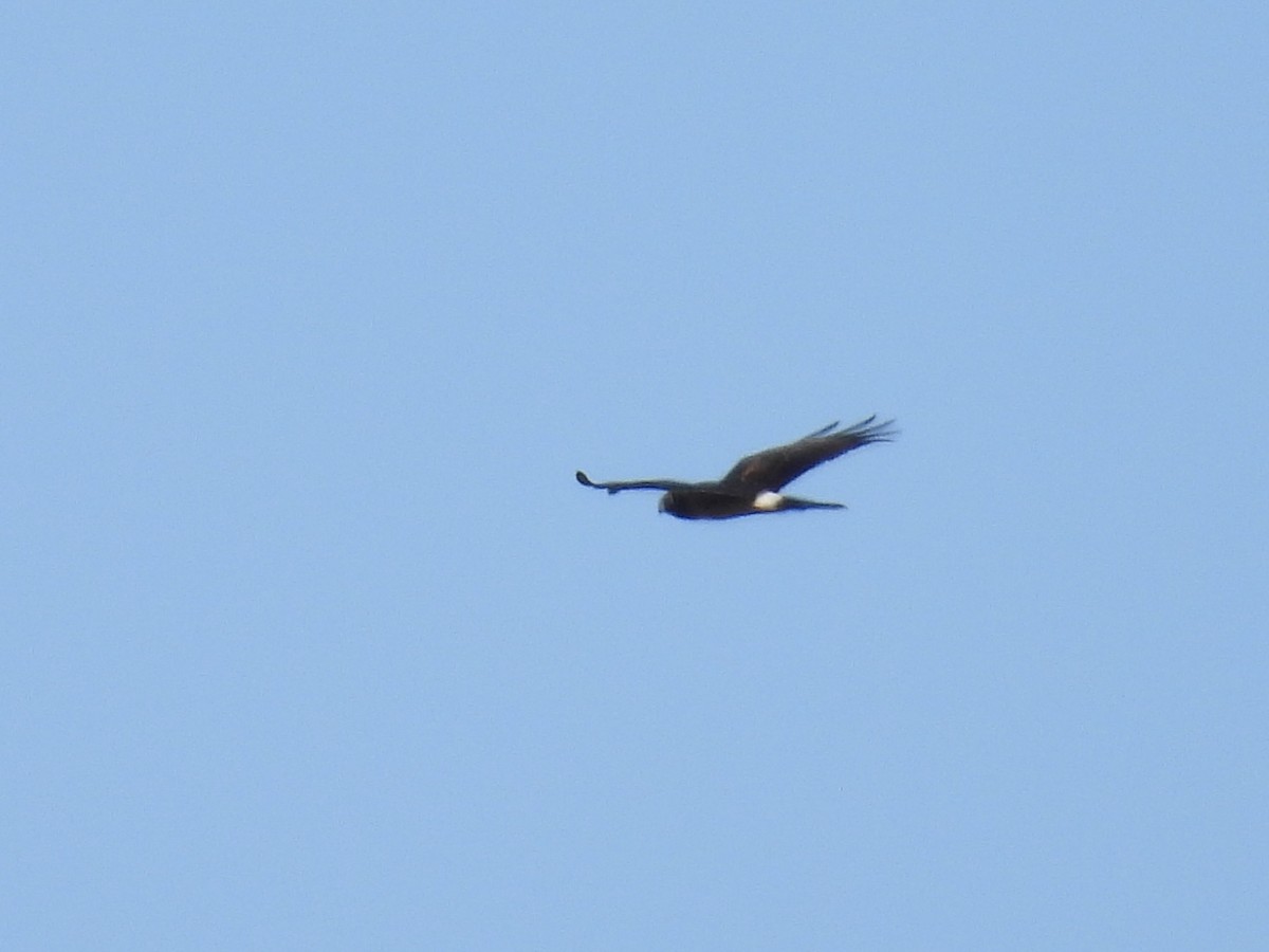 Northern Harrier - ML485705961